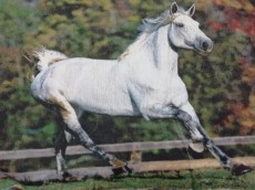конь белый бежит